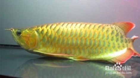 龍魚缸水質(zhì)ph值：龍魚缸水質(zhì)調(diào)節(jié)注意事項 龍魚百科 第5張