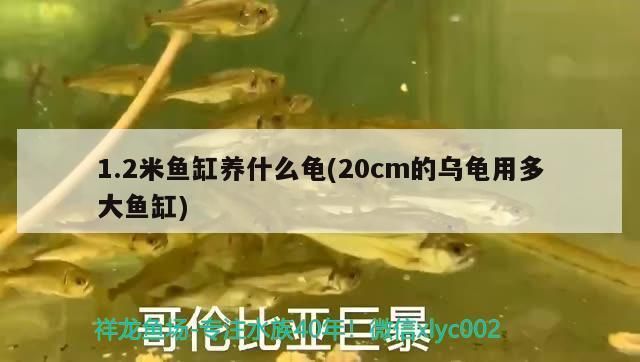 襄樊觀賞魚批發(fā)市場(chǎng)：襄陽(yáng)觀賞魚市場(chǎng)