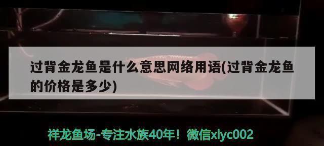 過背金龍魚是什么意思網絡用語怎么說的：“過背金龍魚”在網絡用語中并沒有特殊的含義 金龍魚百科 第2張