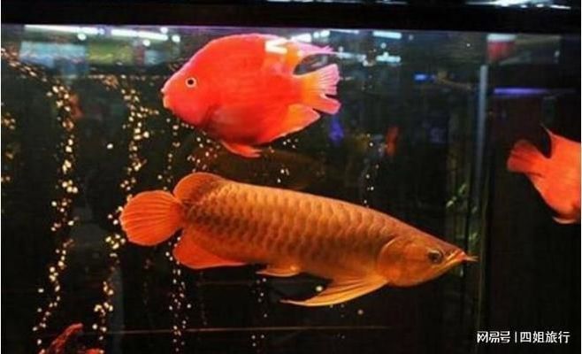 血紅龍魚飼養(yǎng)難度：血紅龍魚的飼養(yǎng)方法