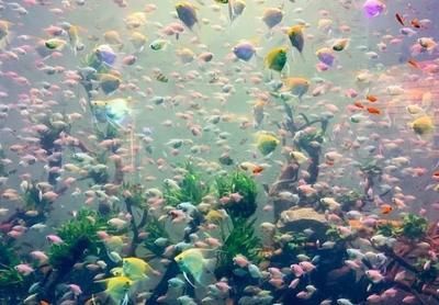 賀州水族館：賀州家美水族館