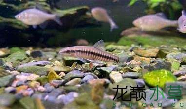 河池龍魚專賣店 全國觀賞魚市場 第8張