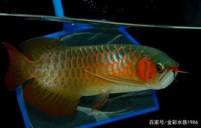 紅龍魚什么樣：關于紅龍魚的一些知識 紅龍魚百科 第5張