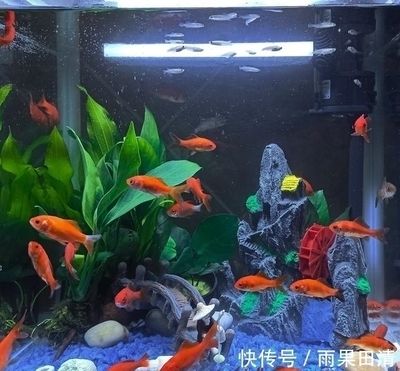 龍魚(yú)公母怎么分：如何分辨龍魚(yú)公母 龍魚(yú)百科 第2張