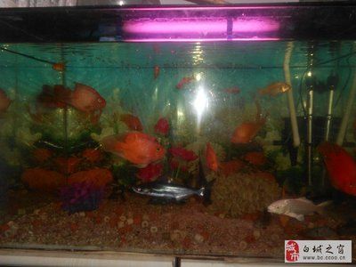 白城龍魚(yú)專賣店：白城彩鰈魚(yú)缸售后維護(hù)