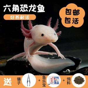 龍魚和恐龍魚適合養(yǎng)在一起嘛：龍魚與恐龍魚混養(yǎng)的日常飼料選擇，龍魚與龍魚混養(yǎng)的日常飼料選擇