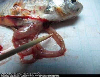 龍魚翻個了還有救嗎：龍魚翻肚后如何恢復食欲 龍魚百科 第2張