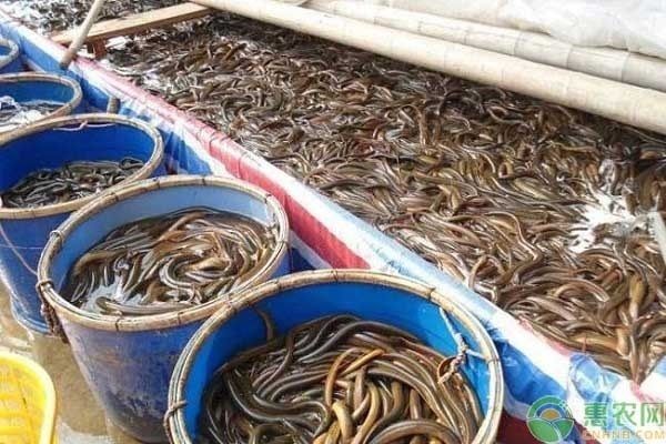 鱔魚魚缸：家庭養(yǎng)鱔魚的注意事項 魚缸百科 第1張