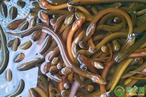 鱔魚魚缸：家庭養(yǎng)鱔魚的注意事項 魚缸百科 第2張