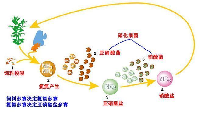 魚缸亞硝酸鹽控制技巧：亞硝酸鹽降解靈的使用 魚缸百科 第2張