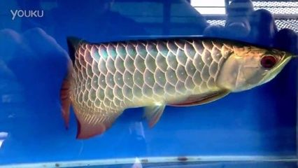 紅燒小白龍魚(yú)的做法：紅燒小白龍魚(yú)怎么做？ 水族問(wèn)答 第2張