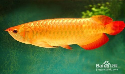 金龍魚(yú)飼料搭配指南：金龍魚(yú)飼料品牌對(duì)比分析金龍魚(yú)飼料品牌對(duì)比分析 金龍魚(yú)百科 第4張