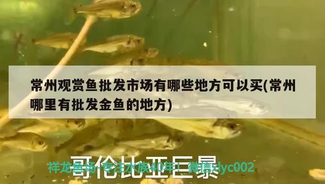 常州觀賞魚(yú)批發(fā)市場(chǎng)：常州觀賞魚(yú)批發(fā)市場(chǎng)在哪里 全國(guó)觀賞魚(yú)市場(chǎng) 第4張