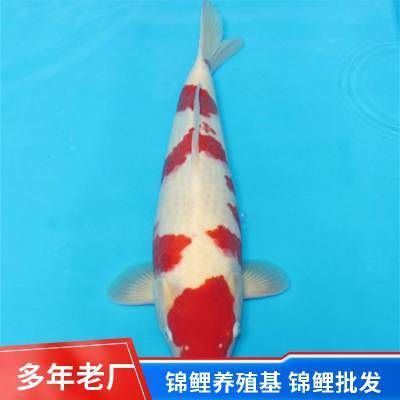 常州觀賞魚(yú)批發(fā)市場(chǎng)：常州觀賞魚(yú)批發(fā)市場(chǎng)在哪里 全國(guó)觀賞魚(yú)市場(chǎng) 第7張