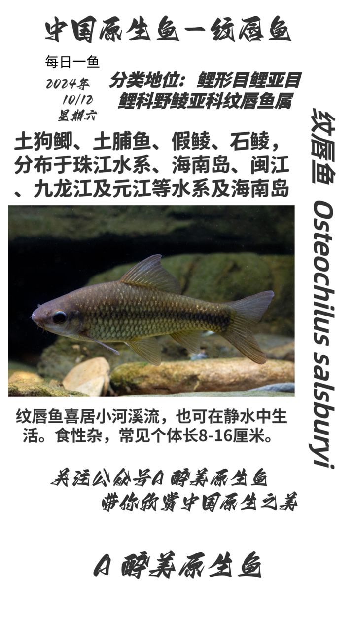 紋唇魚：廣西原生 觀賞魚論壇