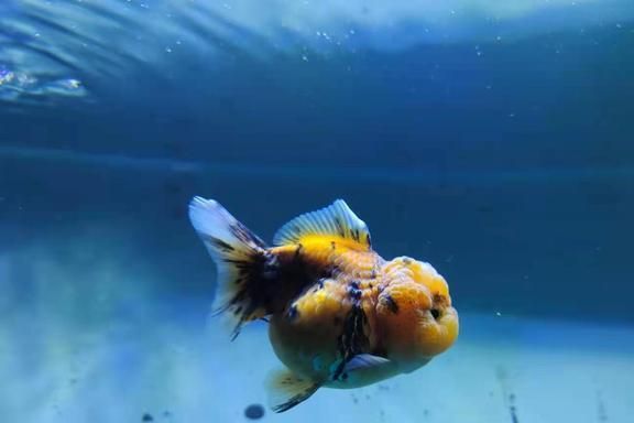 胡姬花是金龍魚：在金龍魚和胡姬花共同生活的水族箱中，我應該注意哪些問題 水族問答