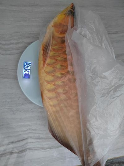 吐魯番龍魚(yú)專賣(mài)店：佛山吐魯番龍魚(yú)專賣(mài)店 全國(guó)觀賞魚(yú)市場(chǎng) 第10張