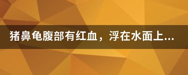 豬鼻龜身上充血：豬鼻龜充血發(fā)紅怎么回事，龜頭充血發(fā)紅怎么回事