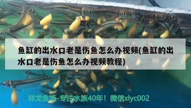 可麗愛魚缸使用壽命：關(guān)于可麗愛魚缸使用壽命的詳細(xì)信息 魚缸百科 第5張