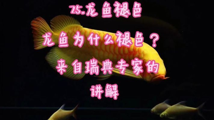 龍魚掉色：如何防止龍魚掉色 龍魚百科 第3張