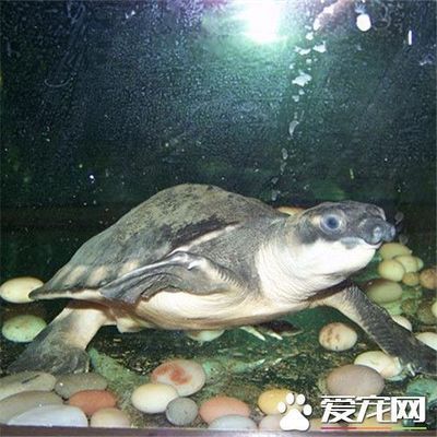 豬鼻龜如何區(qū)分公母：豬鼻龜和甲魚如何區(qū)分公母(豬鼻龜和甲魚如何區(qū)分公母 豬鼻龜百科 第3張