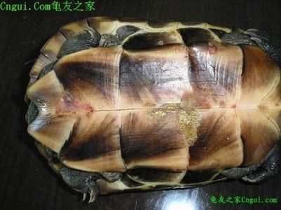 豬鼻龜身上長(zhǎng)瘡怎么治療：豬鼻龜頭上長(zhǎng)瘡怎么治療_尋醫(yī)問(wèn)藥網(wǎng) 豬鼻龜百科 第1張