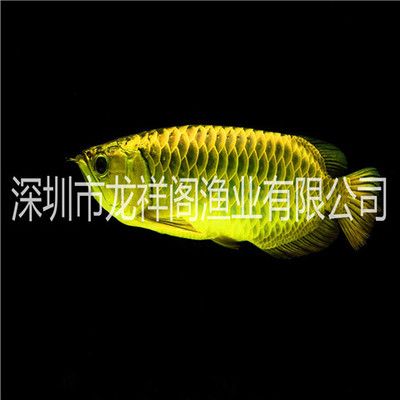 韶關(guān)龍魚專賣店：韶關(guān)十大熱水器品牌專賣店 全國觀賞魚市場 第1張