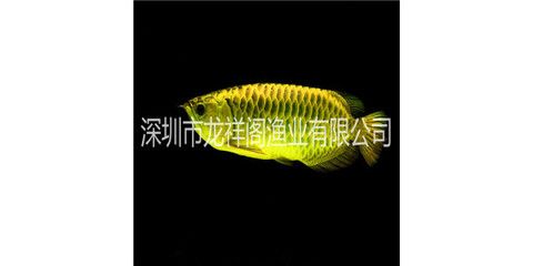 韶關(guān)龍魚專賣店：韶關(guān)十大熱水器品牌專賣店 全國觀賞魚市場 第2張