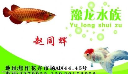 焦作水族批發(fā)市場(chǎng)：河南焦作水族批發(fā)市場(chǎng)水族批發(fā)市場(chǎng)選購(gòu)商品在哪里 全國(guó)觀賞魚(yú)市場(chǎng) 第2張