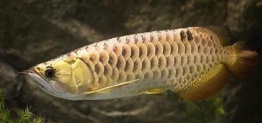 金龍魚活餌與人工飼料對比：金龍魚喂活餌與人工飼料的對比 金龍魚百科 第4張