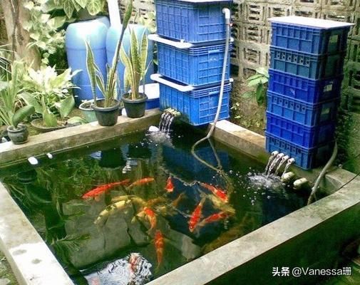 金龍魚 500強：金龍魚品牌在500強榜單中排名很高，是真的嗎？ 水族問答 第1張