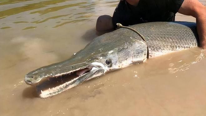 金龍魚 白色：關(guān)于“金龍魚”的五個疑問句 水族問答 第1張