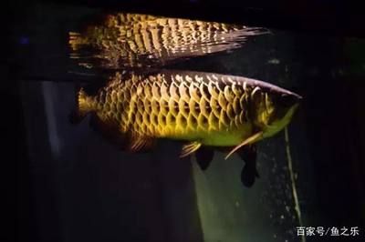 龍魚掉眼前兆是什么：龍魚掉眼后的護(hù)理方法 龍魚百科 第3張