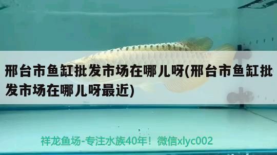 邢臺水族批發(fā)市場：邢臺水族批發(fā)市場在哪里 全國觀賞魚市場 第5張