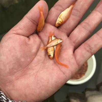 肇慶觀賞魚批發(fā)市場：肇慶觀賞魚批發(fā)市場地址