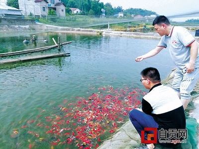 自貢觀賞魚批發(fā)市場(chǎng)：自貢市第一家觀賞魚市場(chǎng)——自貢市觀賞魚市場(chǎng)