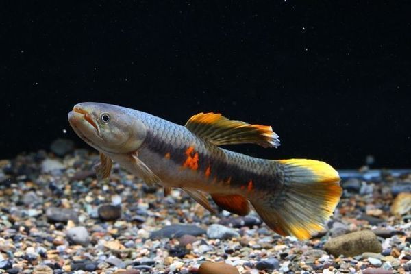 呼和浩特水族館：呼和浩特海洋生物種類和先進的展示技術吸引了眾多游客 全國觀賞魚市場 第12張