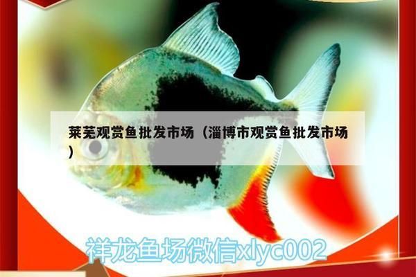 萊蕪水族批發(fā)市場(chǎng)：萊蕪水族批發(fā)市場(chǎng)和萊蕪觀賞魚批發(fā)市場(chǎng)價(jià)格對(duì)比