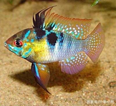 金龍魚 紅龍魚 區(qū)別在哪里：如何區(qū)分金龍魚和紅龍魚 水族問答