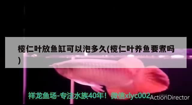 魚缸欖仁葉用量：欖仁葉的使用方法 魚缸百科 第1張