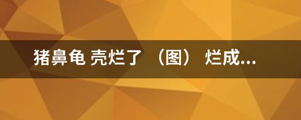 豬鼻龜身上白色腐爛怎么辦啊圖片：豬鼻龜背甲白色腐爛怎么辦 豬鼻龜百科 第6張