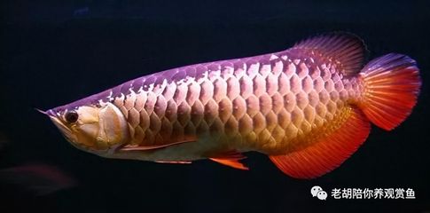 金龍魚 加盟：如何成為金龍魚加盟商？ 水族問答 第4張