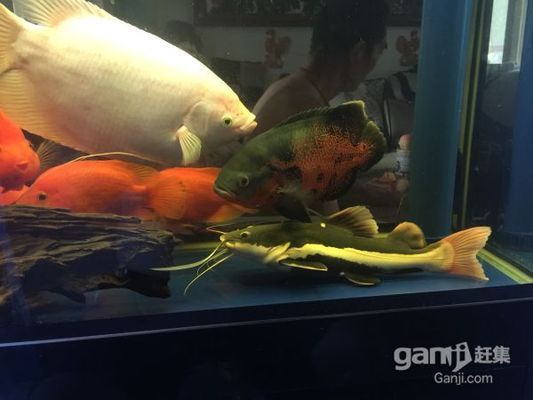 金龍魚 凈利潤：-金龍魚2019年凈利潤回升至1.16億元 水族問答 第2張