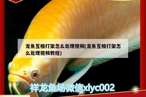 金龍魚 料酒：金龍魚料酒在家庭烹飪中如何正確使用？ 水族問答 第1張