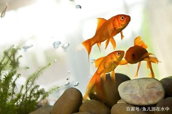 遼陽水族批發(fā)市場：遼陽水族批發(fā)市場交易高峰期攻略鞍山花鳥魚市場交易高峰期攻略 全國觀賞魚市場 第4張