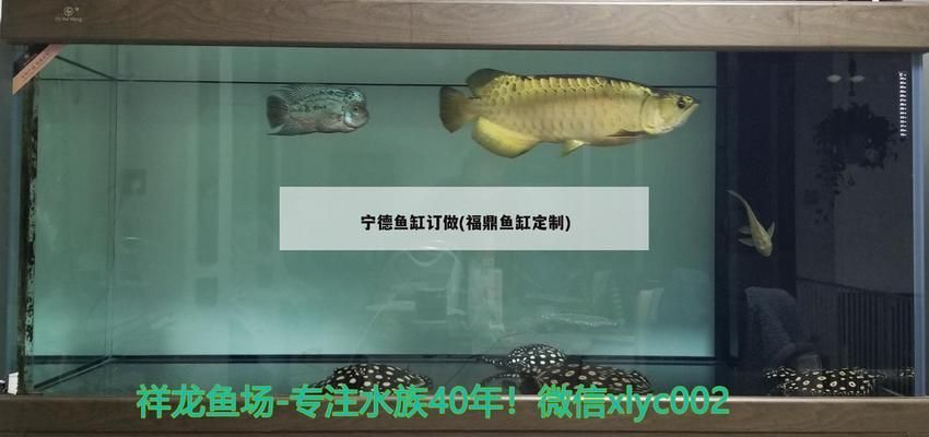 寧德魚缸批發(fā)市場：寧德哪里有魚缸買賣店 全國觀賞魚市場 第6張