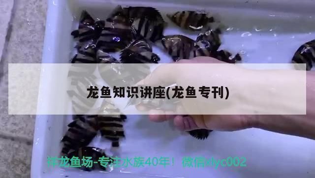 金龍魚 市場占有率：金龍魚在市場占有率方面的最新數(shù)據(jù)是怎樣的？ 水族問答 第2張