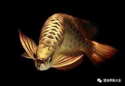 龍魚害怕燈光怎么辦：如何避免龍魚對燈光的恐懼 龍魚百科 第2張