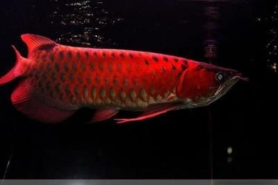 血紅龍魚價(jià)格多少錢一條?。貉t龍魚價(jià)格在中國(guó)市場(chǎng)大約是120美元至450美元一條 紅龍魚百科 第3張