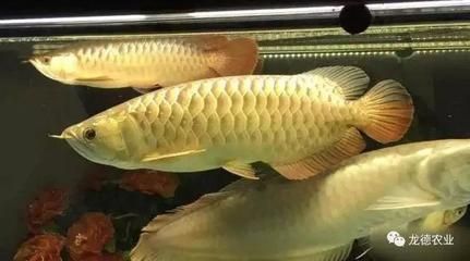 龍魚上浮食物怎么辦?。喝绾闻袛帻堲~上浮食物的正確投喂方法 龍魚百科 第1張